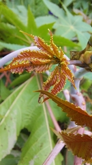 Ricinus communis