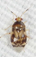 Deraeocoris