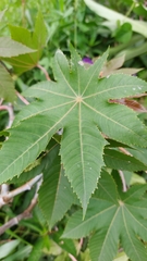 Ricinus communis