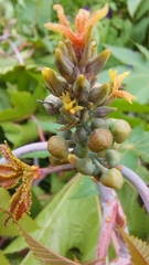 Ricinus communis