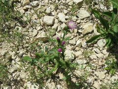 Carduus tenuiflorus