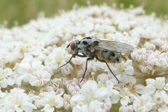 Anthomyia pluvialis