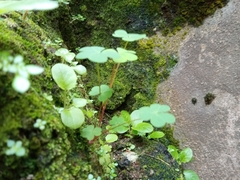 Marsilea minuta