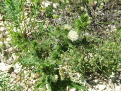 Carduus tenuiflorus