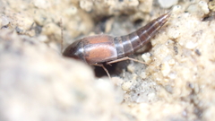 Sepedophilus