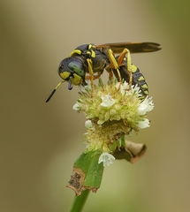 Philanthus ventilabris