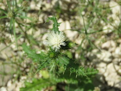 Carduus tenuiflorus