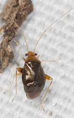 Halticus luteicollis