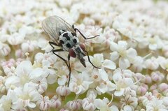 Anthomyia pluvialis