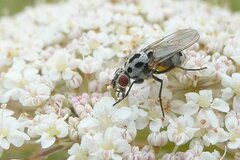 Anthomyia pluvialis