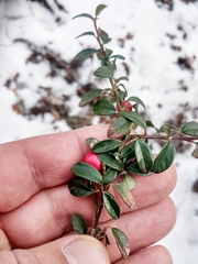 Cotoneaster × suecicus