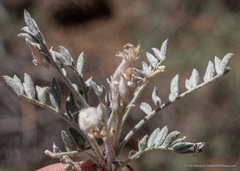 Astragalus purshii