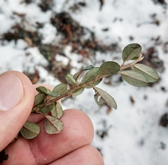 Cotoneaster × suecicus