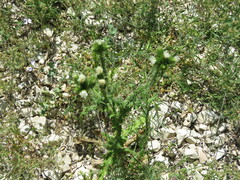 Carduus tenuiflorus