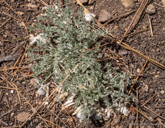 Astragalus purshii