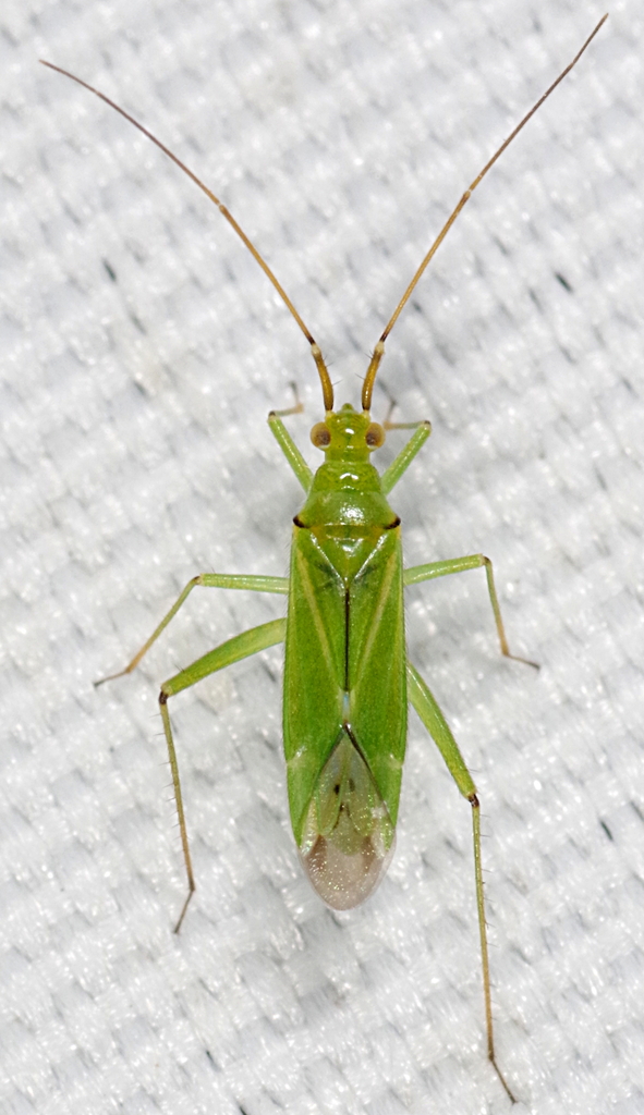 Black-kneed Capsid