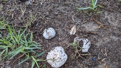 Agaricus bisporus