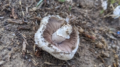 Agaricus bisporus