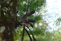 Maxillaria pseudoreichenheimiana