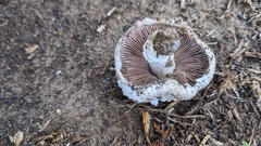Agaricus bisporus