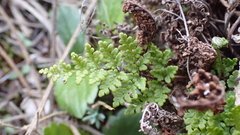 Oeosporangium
