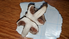 Agaricus bisporus