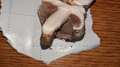 Agaricus bisporus