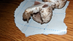 Agaricus bisporus
