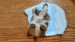 Agaricus bisporus