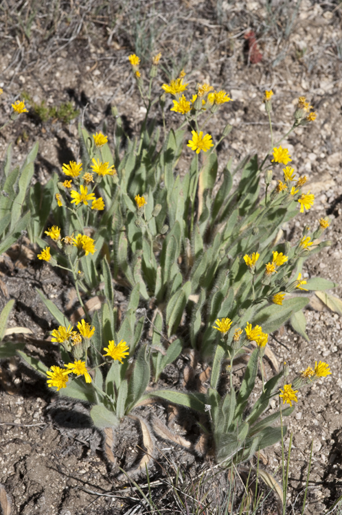 Hieracium nudicaule