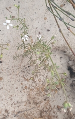 Pelargonium senecioides