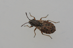 Nithecus jacobaeae