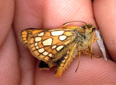 Carterocephalus skada