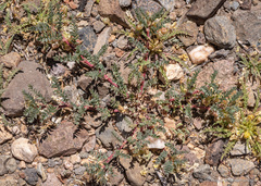 Astragalus lentiginosus