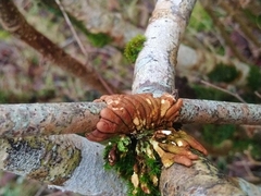 Hypocreopsis rhododendri
