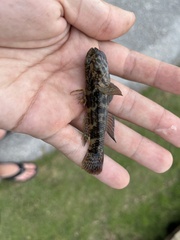 Bathygobius soporator