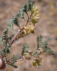 Astragalus lentiginosus