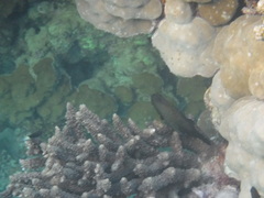 Amanses scopas