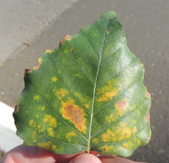 Phyllactinia betulae