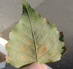 Phyllactinia betulae