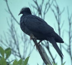 Patagioenas leucocephala