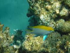 Neoglyphidodon melas