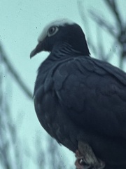 Patagioenas leucocephala