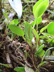 Stelis morganii