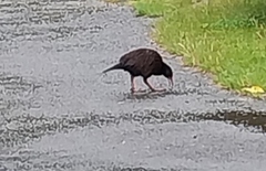 Gallirallus australis