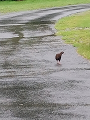 Gallirallus australis