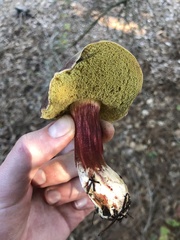 Xerocomellus atropurpureus