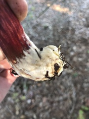 Xerocomellus atropurpureus