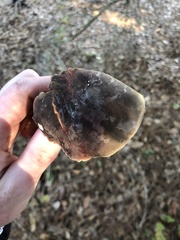 Xerocomellus atropurpureus