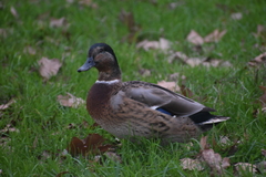 Anas platyrhynchos platyrhynchos